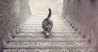 illusione-gatto-scende-scale