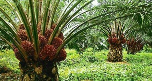 Olio di palma, è addio nelle confezioni dei prodotti: ecco spiegati i motivi. 