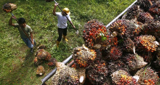 L'olio di palma crea più di una preoccupazione in Malaysia, secondo produttore al mondo. I timori riguardano l'immigrazione e le regole attese più restrittive nella UE.