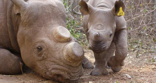 Corni di rinoceronte, dal Sudafrica arriva il via libera alla vendita. Cosa ne sarà del Pianeta Terra? Il denaro è più importante della vita?