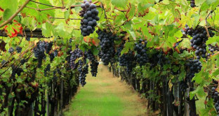 Il made in Italy si rafforza anche grazie al vino. Siamo secondi in Europa dopo la Francia per esportazioni e la Sicilia primeggia per vigneti. 