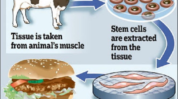 Carne prodotta in laboratorio (ma vera e propria carne) senza uccidere animali: il futuro dell'alimentazione è un grande business. Parola di Bill Gates.