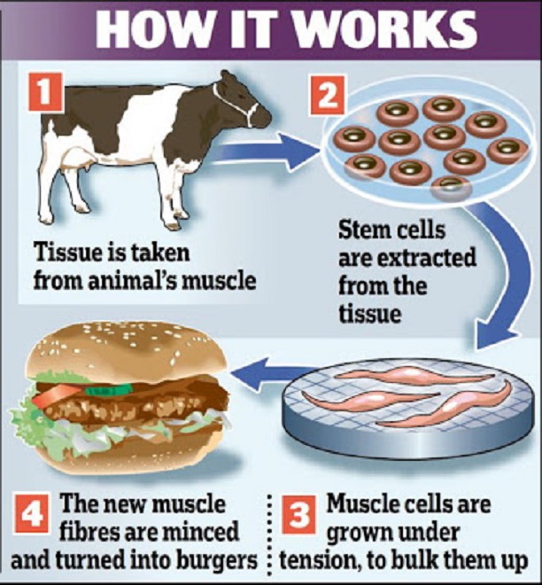 Résultat de recherche d'images pour "meat grown in a lab"