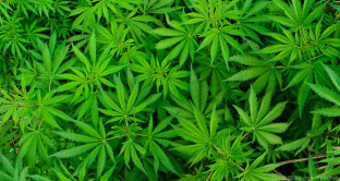 La cannabis ora si vende nei negozi Lidl svizzeri, mentre negli Stati Uniti cresce il giro d'affari legato alla canapa. 