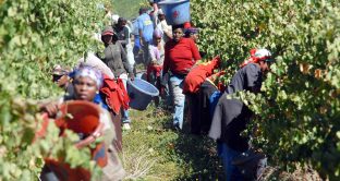 Il Sudafrica si accinge ad espropriare le terre ai bianchi senza indennizzo. La riforma della Costituzione rischia di provocare la stessa crisi devastante accusata dal vicino Zimbabwe. 