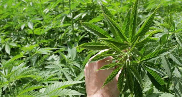 Le azioni legate alla marijuana stanno registrando un boom spettacolare, ma che non sarebbe del tutto giustificato. In due mesi, la canadese Tilray ha segnato un balzo del 900%. 