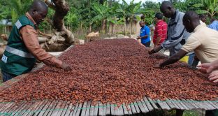 Il cacao per quest'anno basta e il prezzo si stabilizza dopo il boom del 2018. Tuttavia, gli agricoltori dell'Africa Occidentale lamentano basse entrate. 
