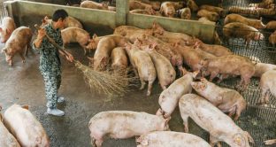 Allevamenti di maiali decimati in Cina, e non solo, a causa della peste suina. I prezzi della carne stanno esplodendo e con conseguenze anche su salumi e speck. 