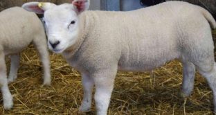 Una pregiata pecora Texel venduta per quasi mezzo milione di dollari, la notizia ha fatto il giro del mondo.  