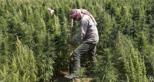 La cannabis in Libano non rende più