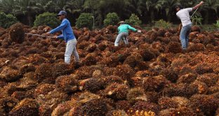 Olio di palma, auto-embargo dell'Indonesia