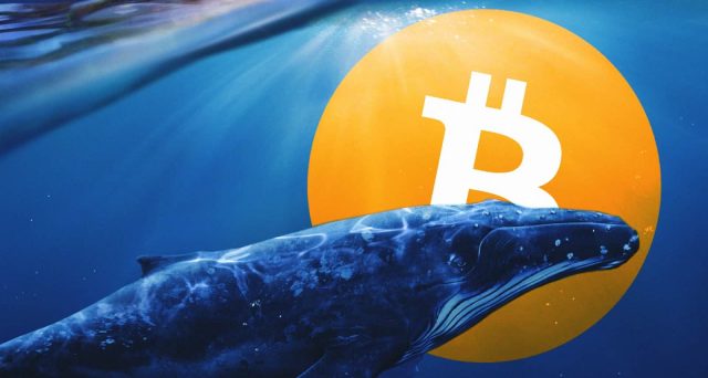 Prezzi dei Bitcoin alla luce delle 'balene'