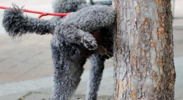 Se si conduce un cane al guinzaglio sulla pubblica via, ecco come ci si deve comportare per evitare multe.