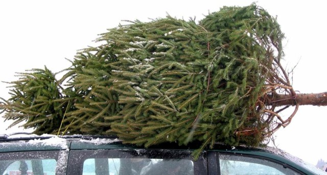 Quanto costa l'albero di Natale? Attenzione alle offerte per alberi grandi se non si sa come portarli a casa: rischio multe per trasporto inappropriato