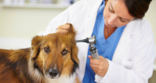 730 precompilato: come funziona la detrazione delle spese veterinarie