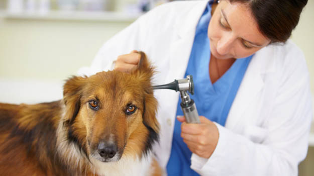 730 precompilato: come funziona la detrazione delle spese veterinarie
