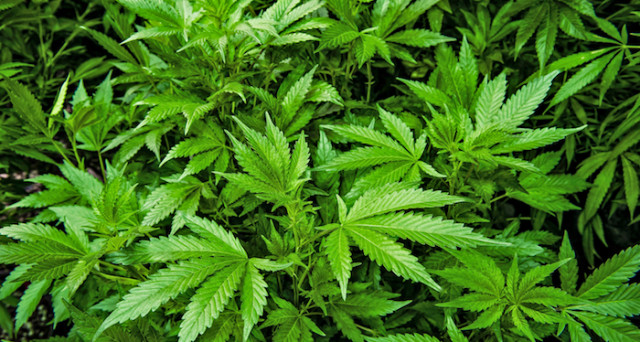 Coltivare piantine di cannabis è reato in base al tipo di pianta coltivata, a dirlo è la Corte di appello di Roma. 