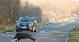 Animali che invadono improvvisamente la carreggiata autostradale,  la società risarcisce il danno?  A rispondere è una recente sentenza della Cassazione.