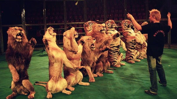 Il Dl circo potrebbe liberare gli animali ammaestrati vietandone l'uso ai fini dello spettacolo: tempi di approvazione