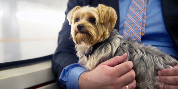 Approvata la legge che permette ai cani e gatti di entrare nei mezzi pubblici: ecco dove.