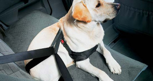 Come si deve viaggiare in auto con un animale domestico per evitare multe? Vediamo cosa stabilisce il Codice della Strada.