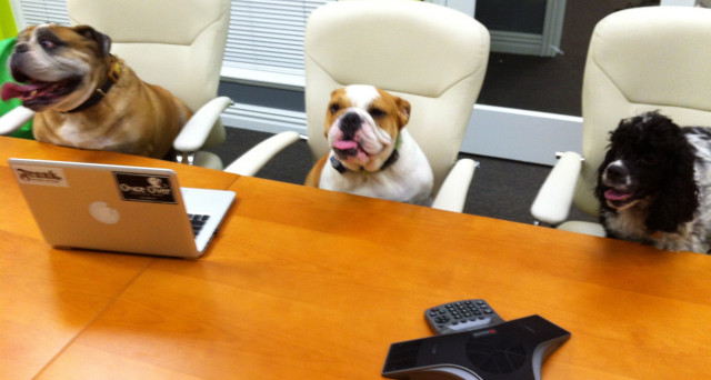 Portare il cane a lavoro, ecco quali aziende lo permettono e a quali condizioni e regole.