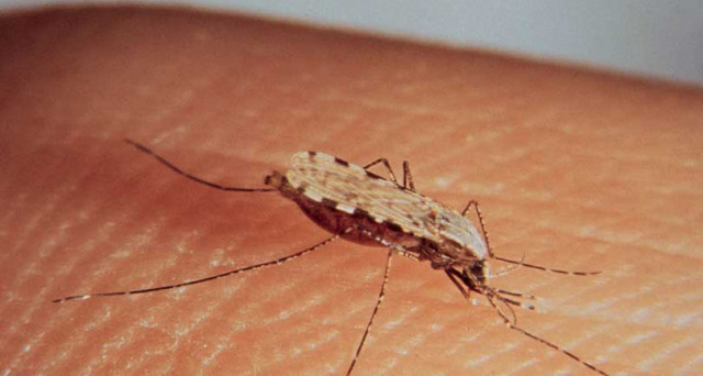 La Malaria: una malattia debellata negli anni 50, ritorna a colpire, ecco alcuni suggerimenti utili e la profilassi da eseguire (Ministero della Salute).