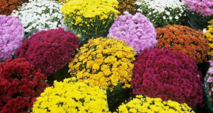 Truffa dei fiori in concomitanza con la commemorazione dei defunti: multe e controlli intorno ai cimiteri e non solo. Prezzi dei fiori gonfiati anche del 50%.