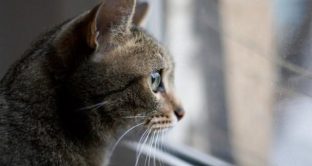 Regolamento animali in condominio: cosa dicono normativa, accordi e sentenze sui gatti tenuti in casa. Problematiche e risoluzioni.