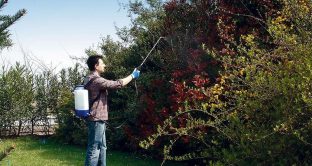 Combattere le zanzare in giardino: quali interventi danno diritto al bonus verde? 