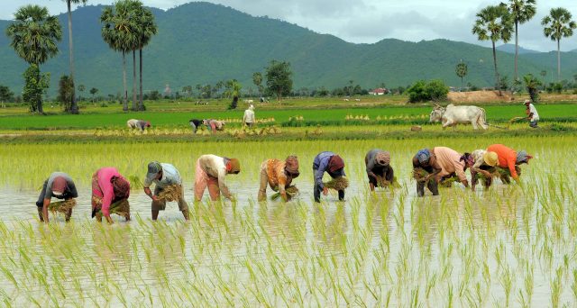 L’Italia, maggior produttore di riso in Europa, non viene tutelata dalla Ue che mantiene la sospensione dei dazi sul riso importato dalla Cambogia.