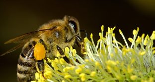L’attività di apicoltura può essere ammessa al regime forfettario solo laddove si opti per l’applicazione dell’IVA nei modi ordinari