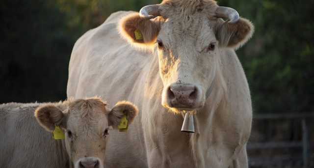 Prorogati i limiti massimi delle percentuali di compensazione IVA per le cessioni di carini bovine e suine