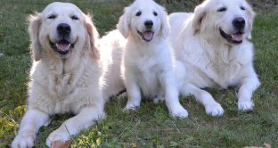 Detrazione acquisto e mantenimento cane guida: beneficiari, importi e limiti