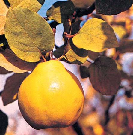 Cotogno Cydonia frutto.jpg