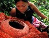 rafflesia.jpg