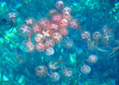 allarme meduse