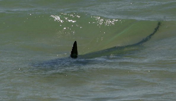 Avvistati due squali vicino alle spiagge di Ostia: è psicosi tra i bagnanti anche se gli esperti dicono che non c'è pericolo.