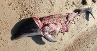 Dopo il ritrovamento del delfino morto in Sardegna si riapre l'orrore del mercato nero della carne. I criminali non si fermano di fronte all'etica e alla legge ma neanche alla salute
