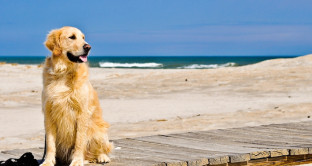 Spiagge in cui sono ammessi i cani: lista dei lidi in Italia e info sulle regole da rispettare. 