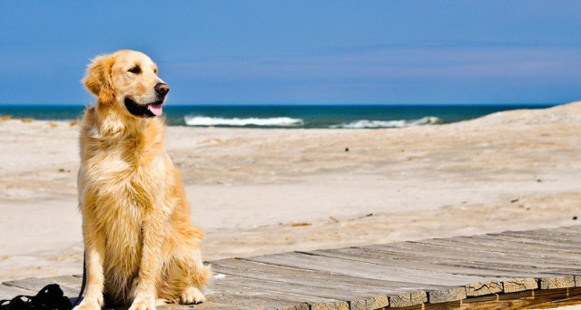Spiagge in cui sono ammessi i cani: lista dei lidi in Italia e info sulle regole da rispettare. 
