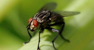 Le mosche portatrici di batteri killer: lo rivela una ricerca americana. 