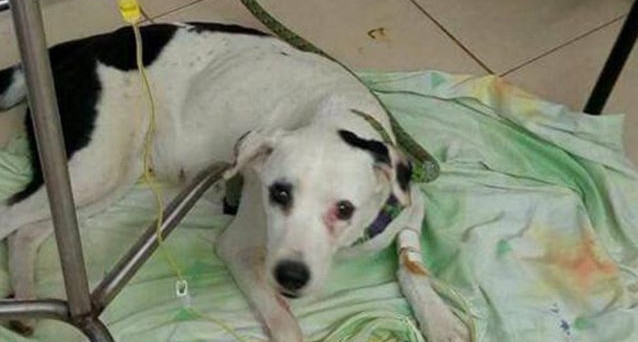 Si è lasciato morire Nube Viajera, il cane abbandonato in Colombia che ha commosso un'intera nazione. Era stato abbandonato due mesi fa.