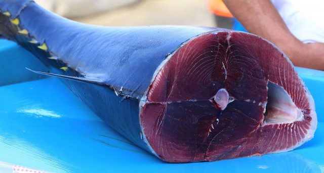 Arriva un modello di previsione per riconoscere i tonni a rischio mercurio: le info e le conseguenze per il consumatore.