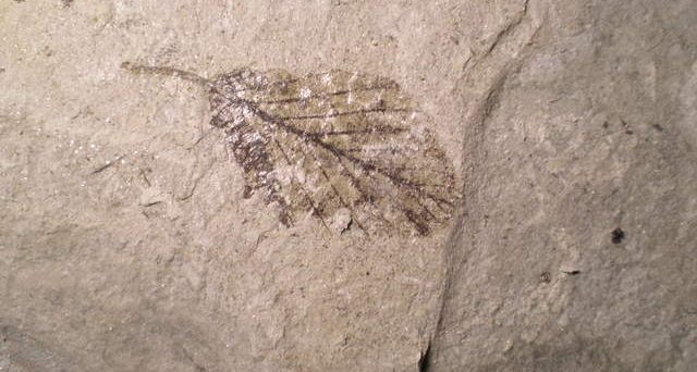 All'Università di Adelaide nuovo studio sulle foglie fossili, ricostruito il clima degli ultimi 7000 anni.