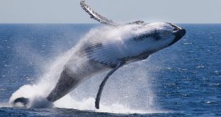 Islanda pronta al massacro delle balene, oltre 2000 da uccidere in 5 anni