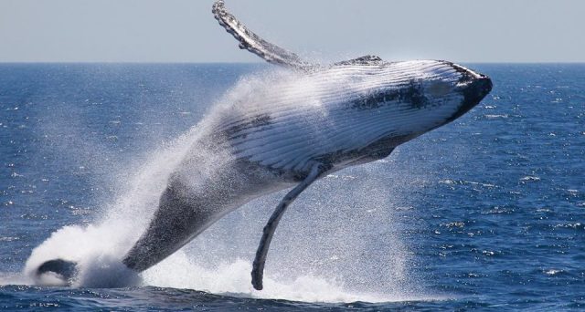 Il massacro delle balene sta per avere inizio, Islanda pronta a cacciare 2130 esemplari nei prossimi 5 anni.