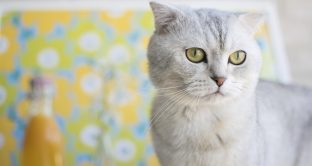 Ecco i gatti di razza che costano di più, una simpatica classifica di bergamopost.it.