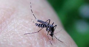 Virus West Nile zanzare