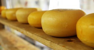 Negli Usa è invasione di formaggi fake italiani, la guerra dei Dazi rischia di farli arrivare anche in Europa. 